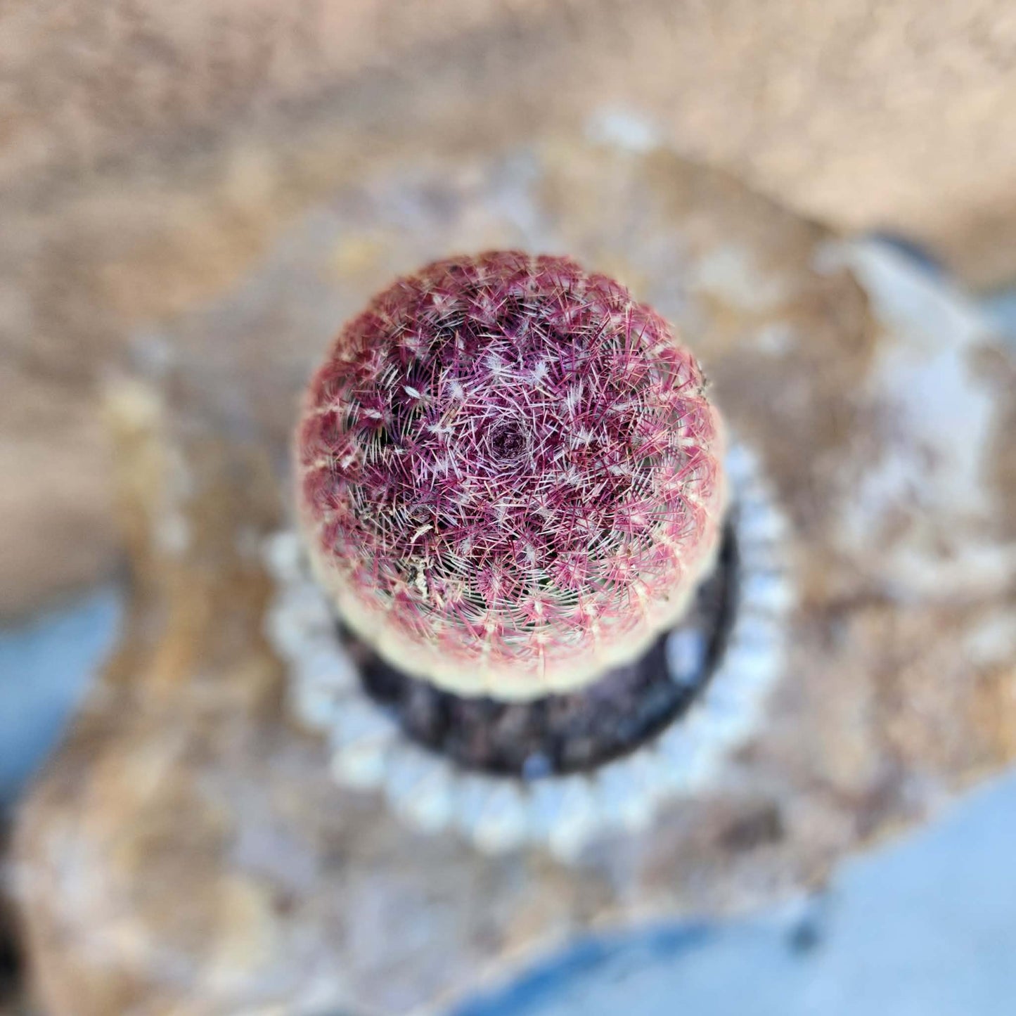 Echinocereus Rigidissimus v. rubispinus - Rainbow Cactus - Last one!