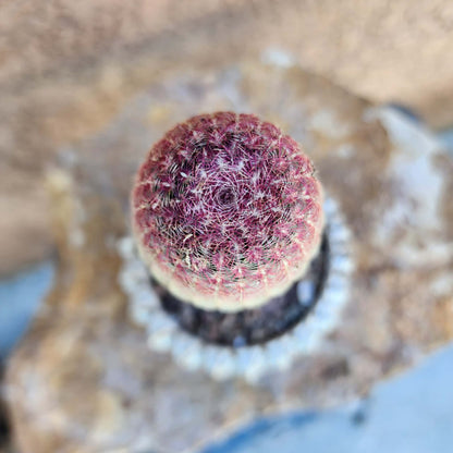 Echinocereus Rigidissimus v. rubispinus - Rainbow Cactus - Last one!
