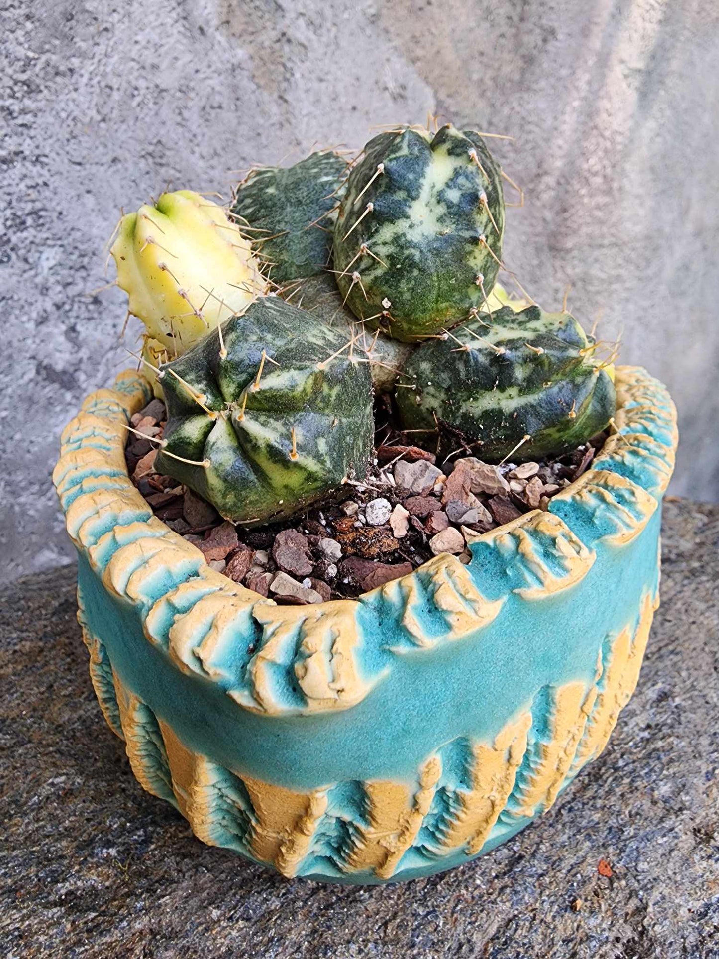 Echinocereus knippelianus variegata