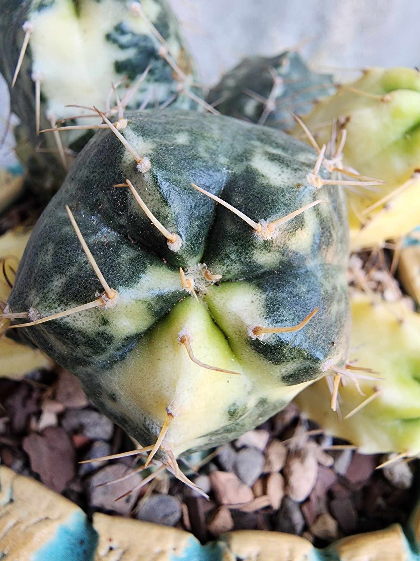 Echinocereus knippelianus variegata