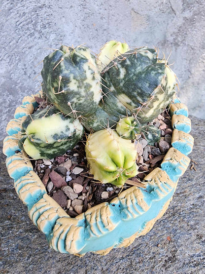 Echinocereus knippelianus variegata