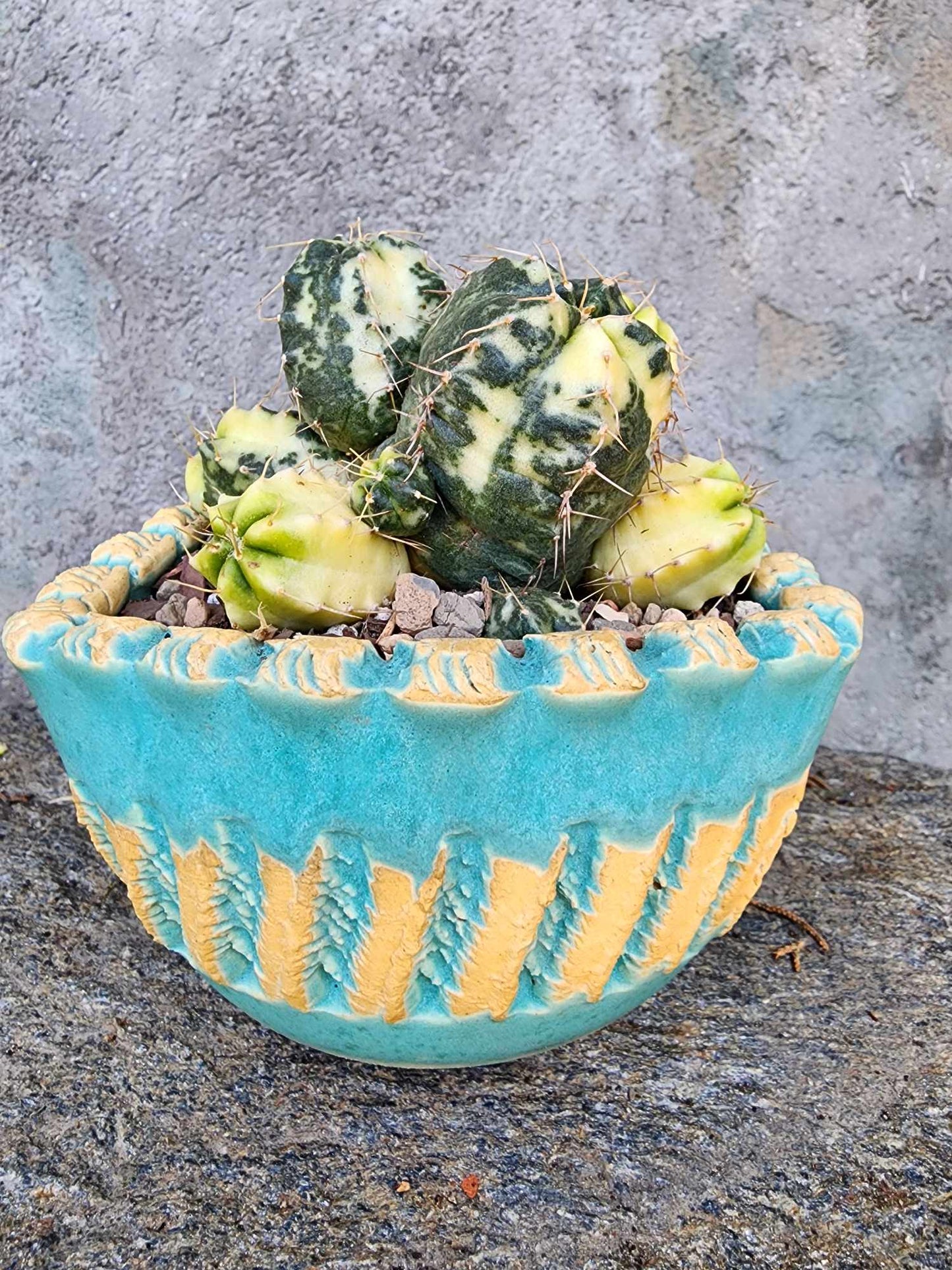 Echinocereus knippelianus variegata