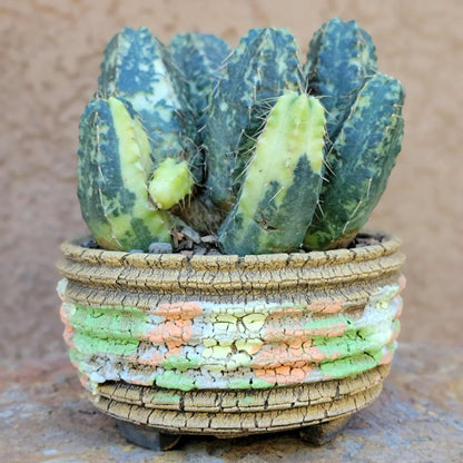 Echinocereus knippelianus variegata