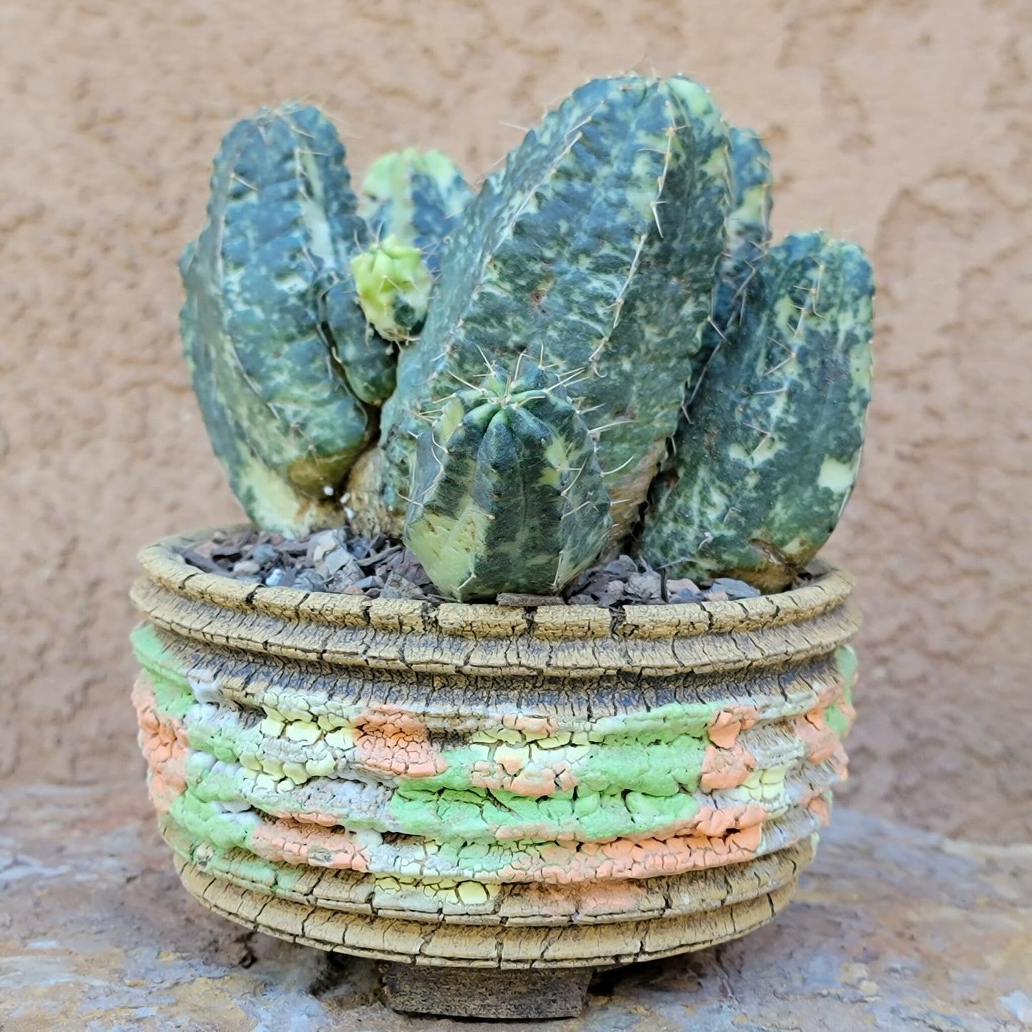 Echinocereus knippelianus variegata