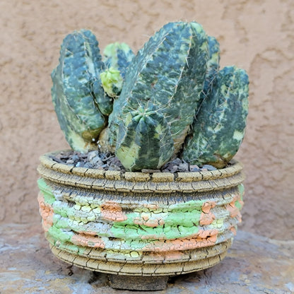 Echinocereus knippelianus variegata