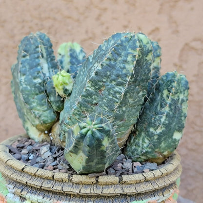 Echinocereus knippelianus variegata
