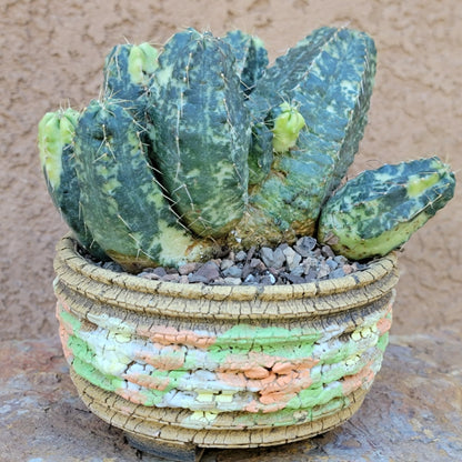 Echinocereus knippelianus variegata