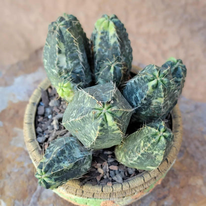 Echinocereus knippelianus variegata