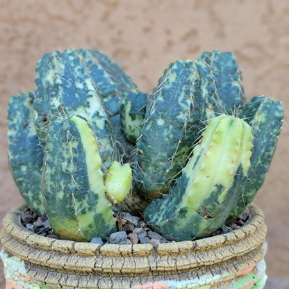 Echinocereus knippelianus variegata