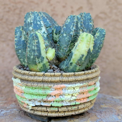 Echinocereus knippelianus variegata