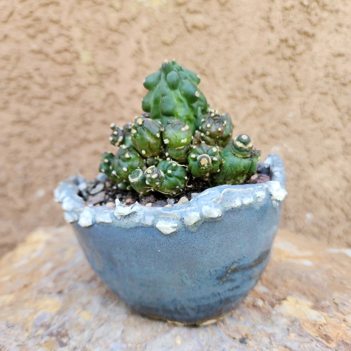 Echinopsis aurea subs. shaferi f. monstruosa