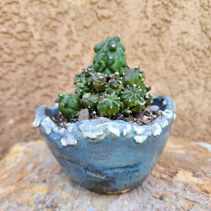 Echinopsis aurea subs. shaferi f. monstruosa