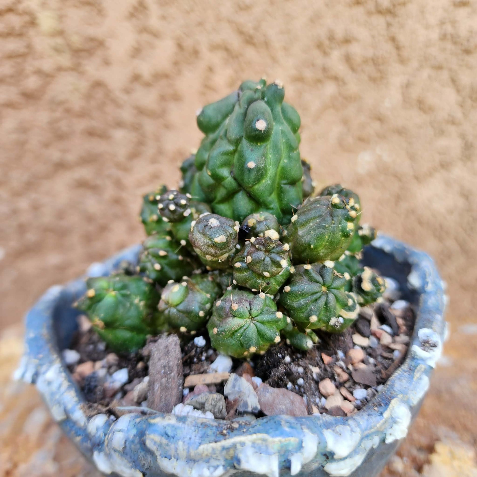 Echinopsis aurea subs. shaferi f. monstruosa collector cactus specimen