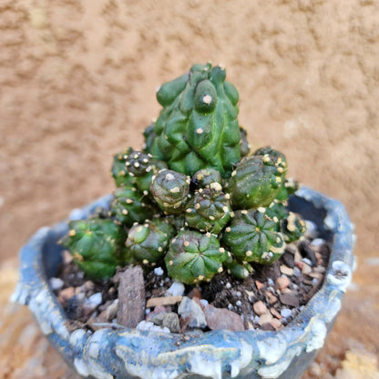 Echinopsis aurea subs. shaferi f. monstruosa collector cactus specimen