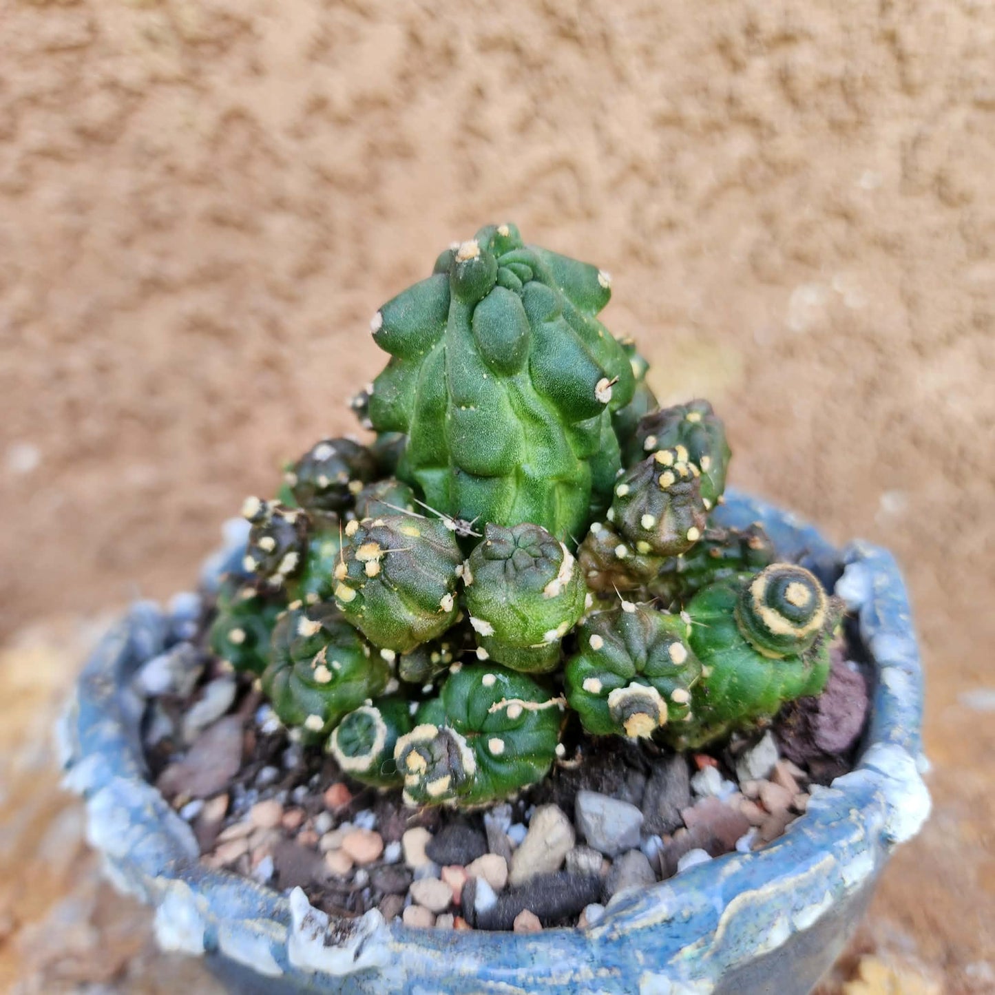 Echinopsis aurea subs. shaferi f. monstruosa