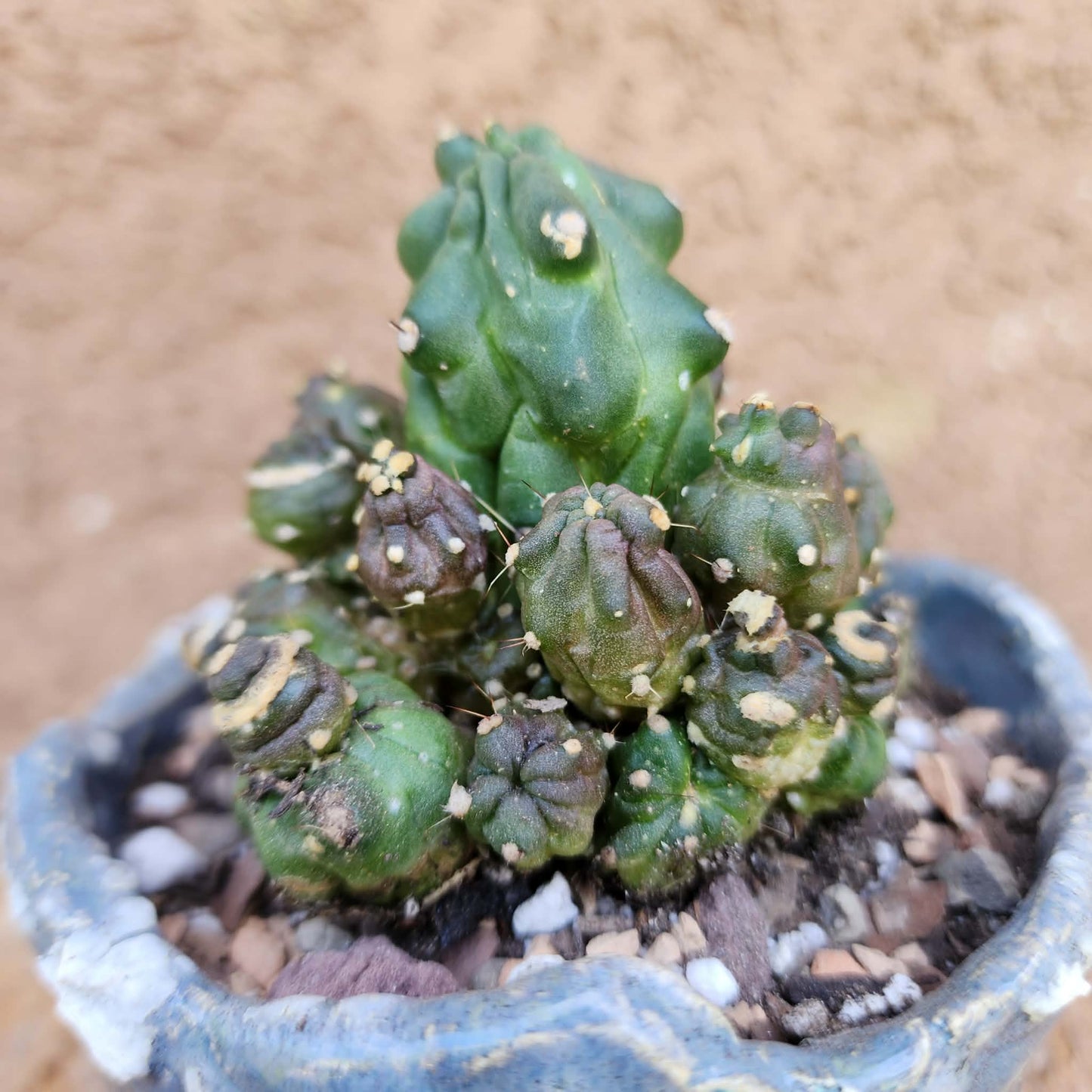 Echinopsis aurea subs. shaferi f. monstruosa