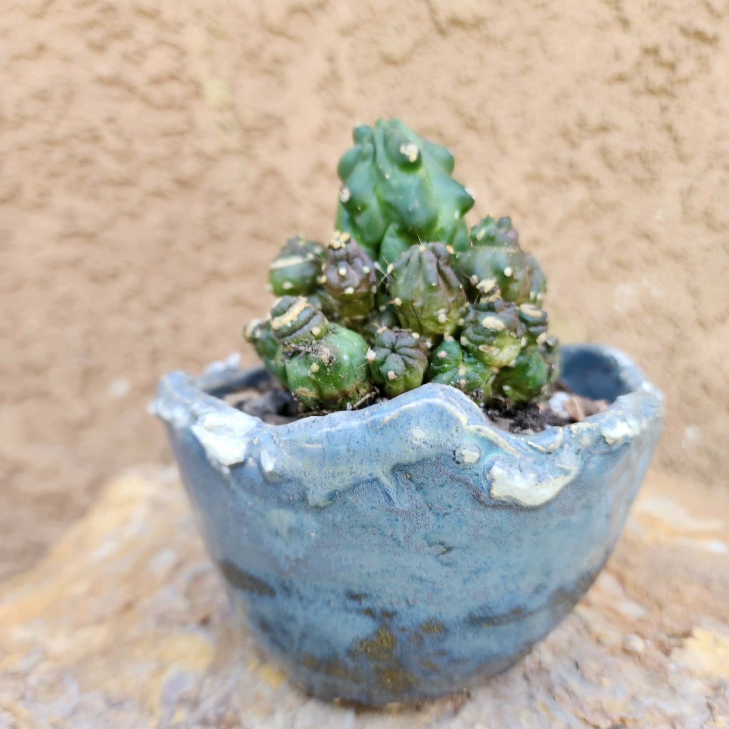 Echinopsis aurea subs. shaferi f. monstruosa