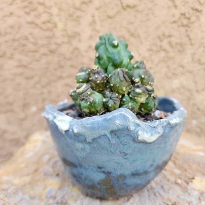 Echinopsis aurea subs. shaferi f. monstruosa