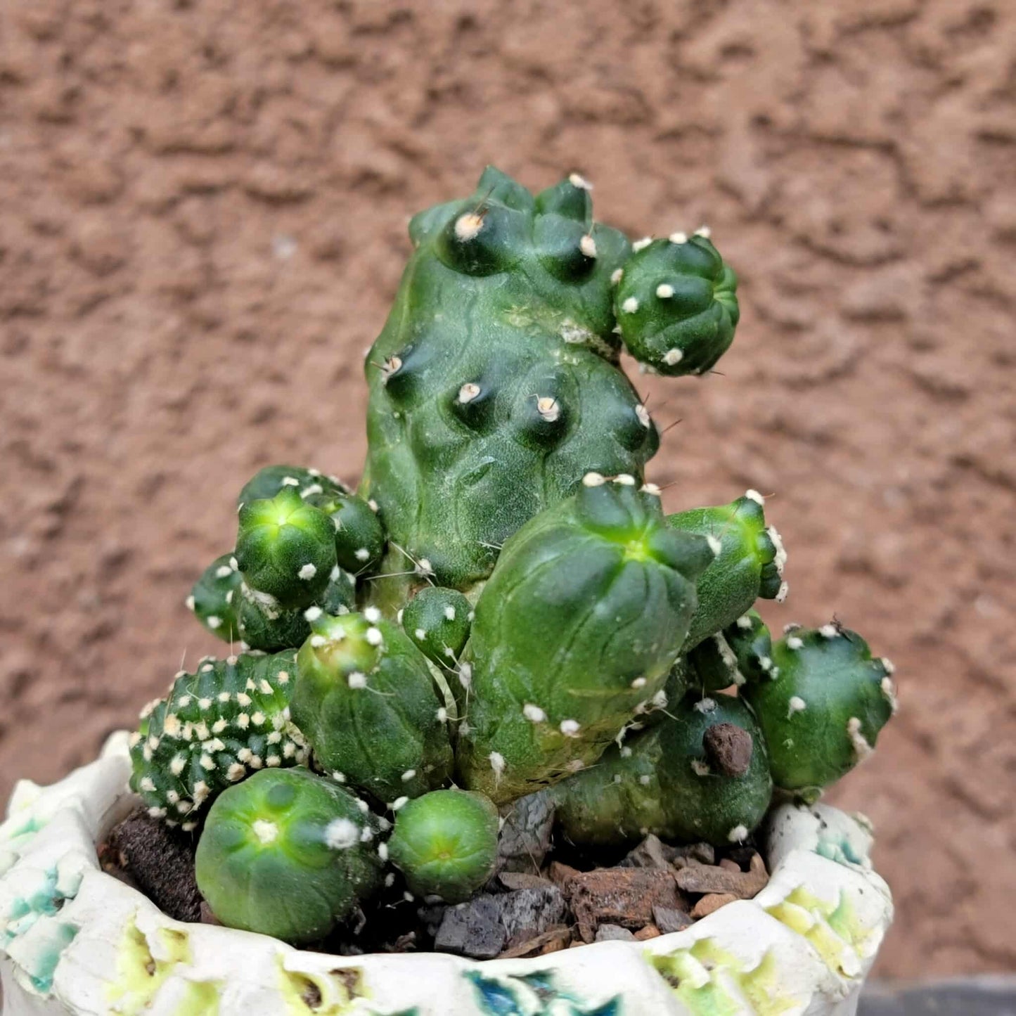 Echinopsis aurea subs. shaferi f. monstruosa