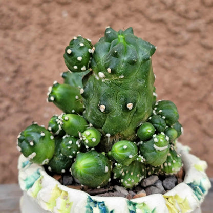 Echinopsis aurea subs. shaferi f. monstruosa