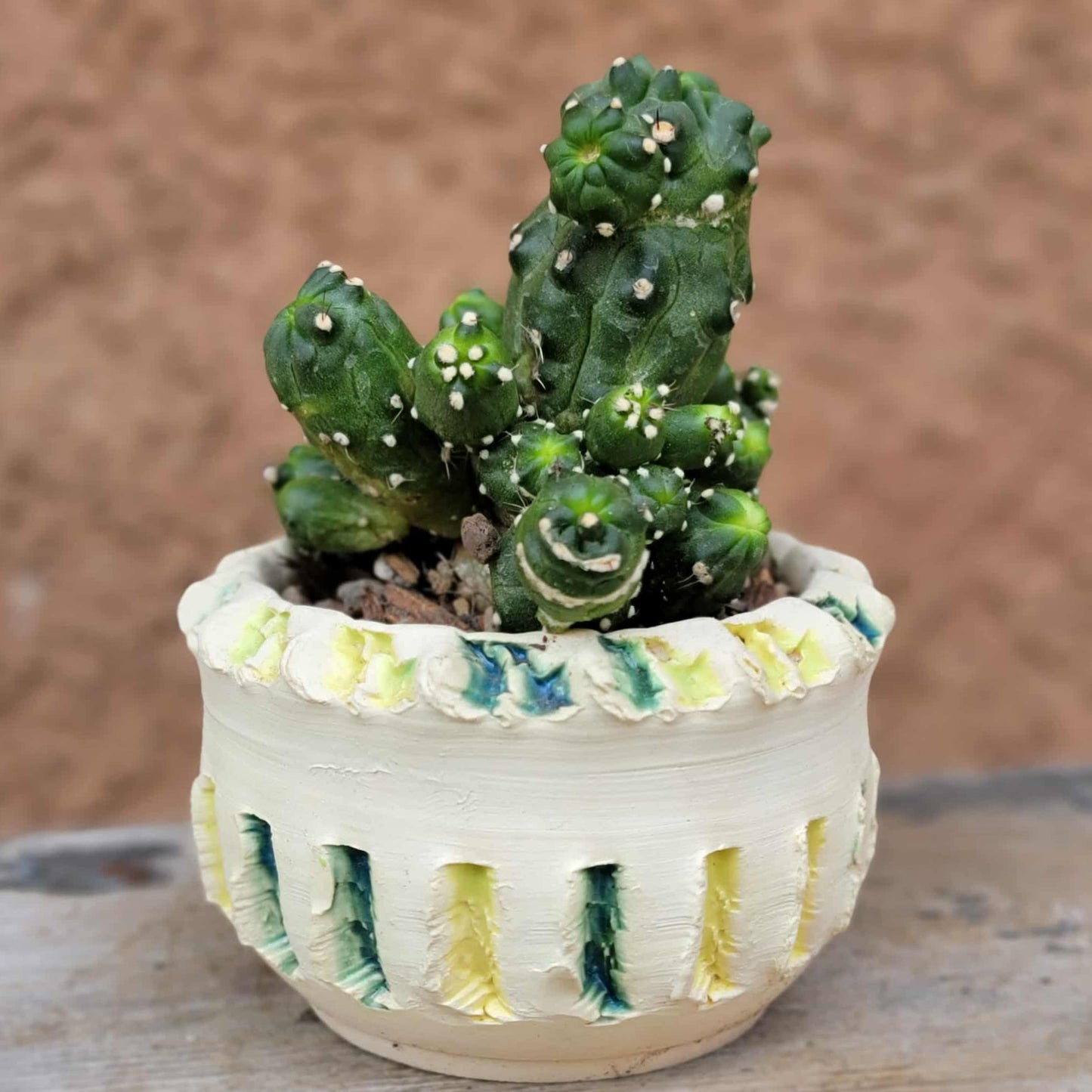 Echinopsis aurea subs. shaferi f. monstruosa