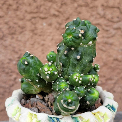 Echinopsis aurea subs. shaferi f. monstruosa