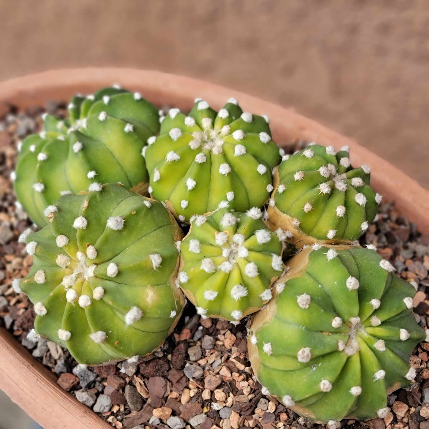 Echinopsis subdenudata 'Fuzzy Navel' - Domino Cactus - 6 Heads