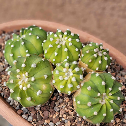 Echinopsis subdenudata 'Fuzzy Navel' - Domino Cactus - 6 Heads