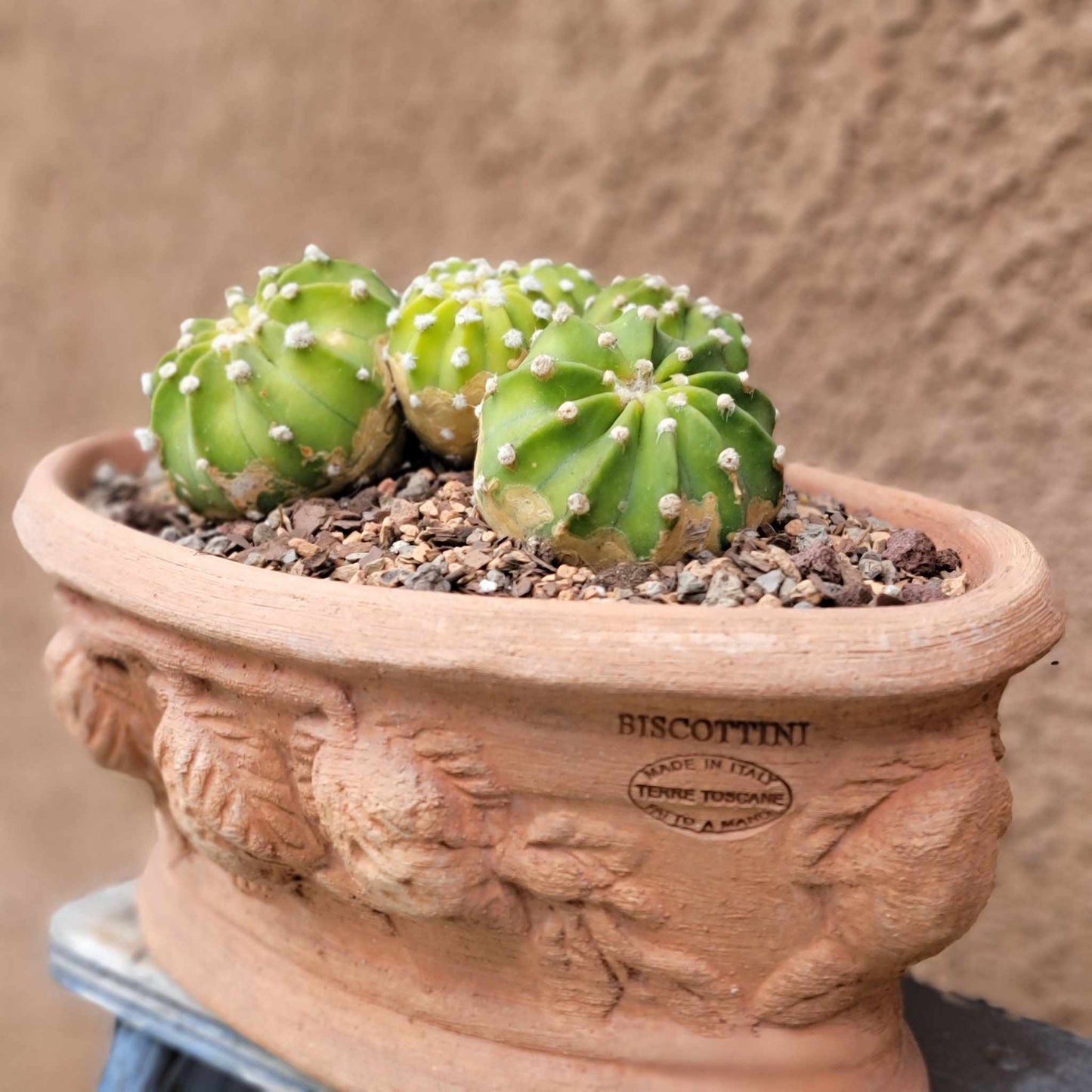 Echinopsis subdenudata 'Fuzzy Navel' - Domino Cactus - 6 Heads