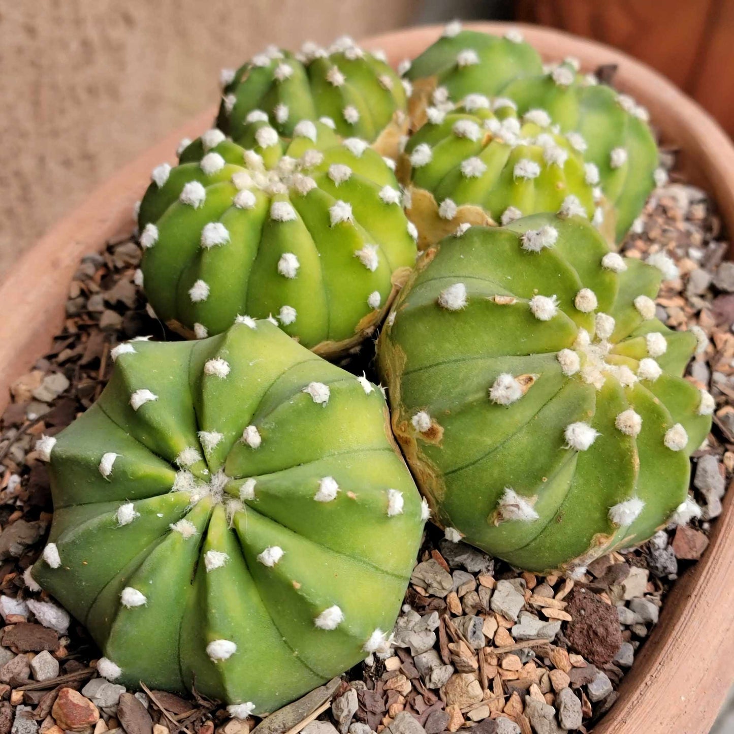 Echinopsis subdenudata 'Fuzzy Navel' - Domino Cactus - 6 Heads