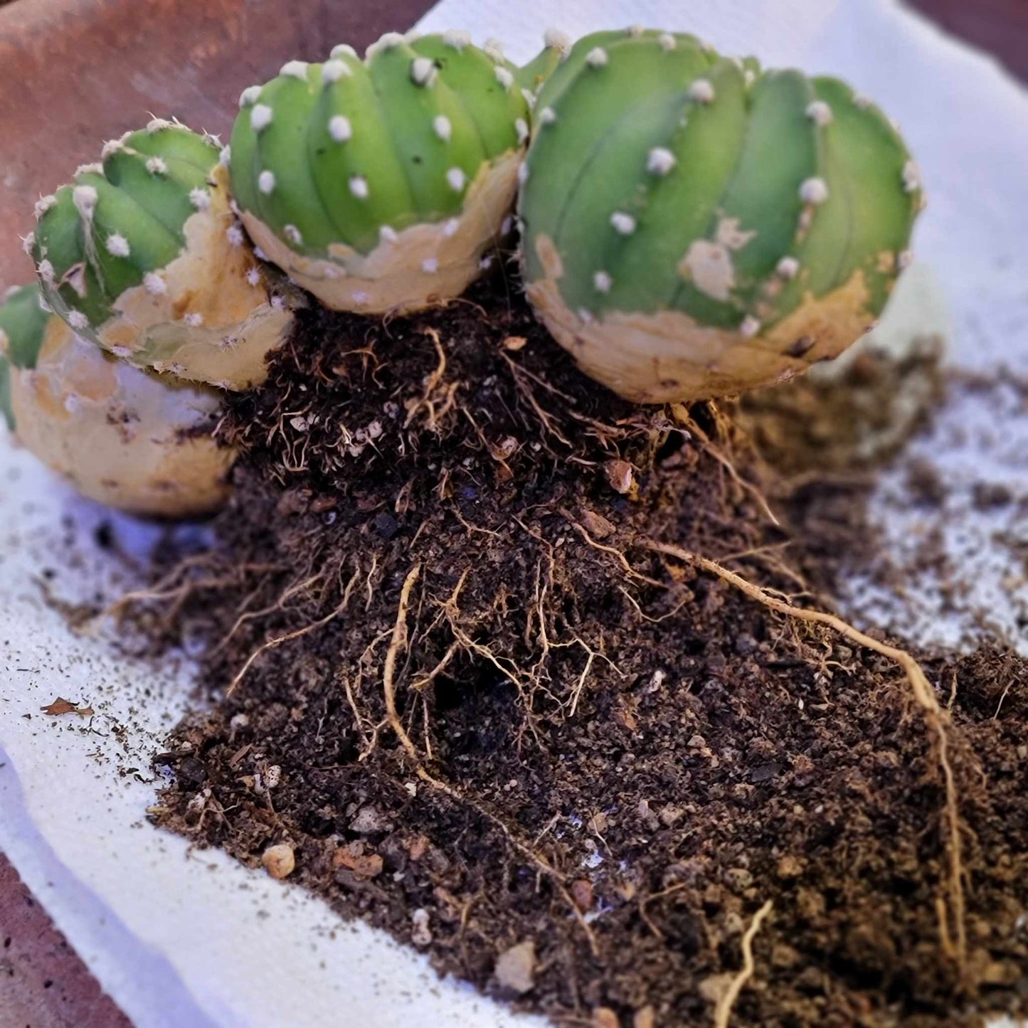 Echinopsis subdenudata 'Fuzzy Navel' - Domino Cactus - 6 Heads