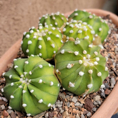 Echinopsis subdenudata 'Fuzzy Navel' - Domino Cactus - 6 Heads