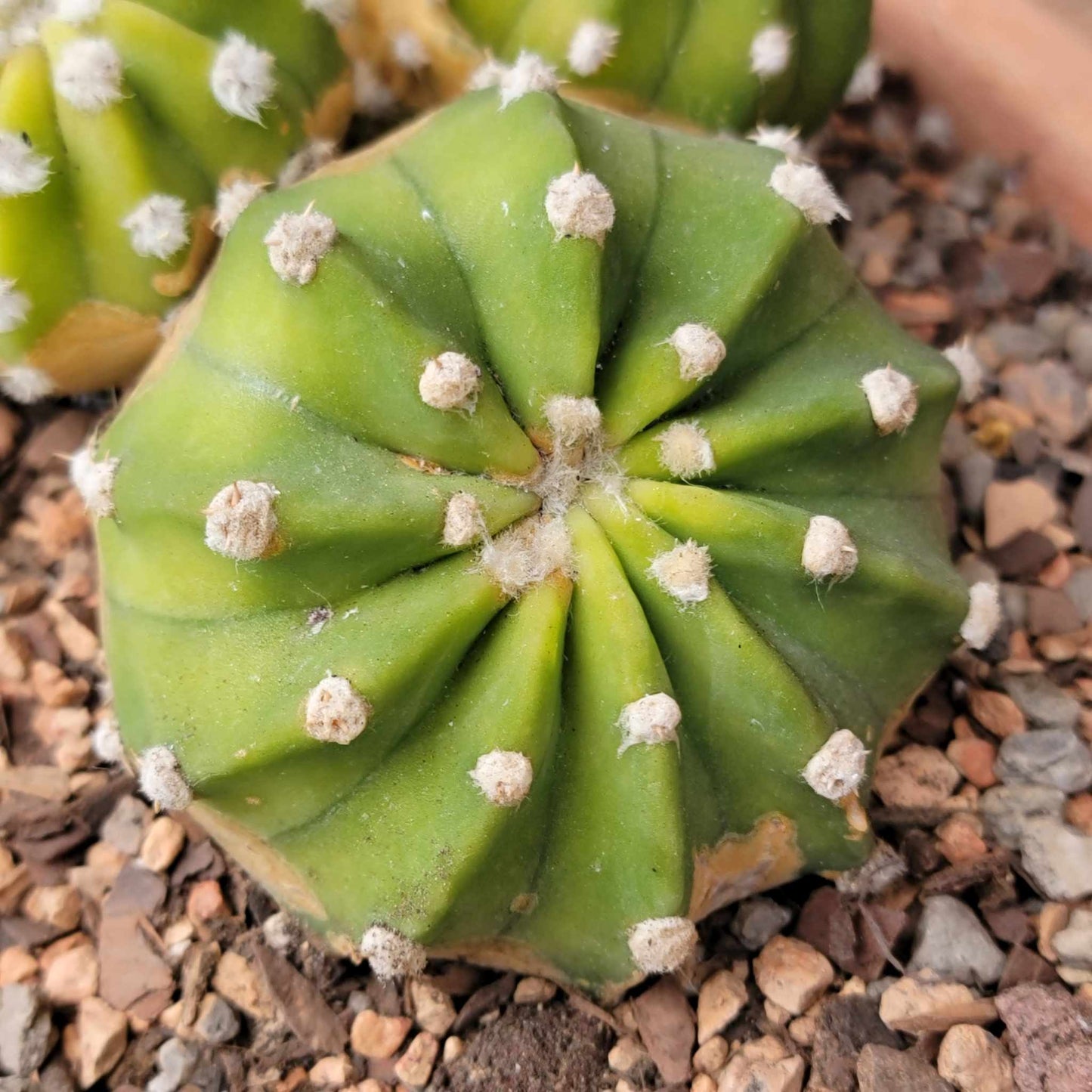 Echinopsis subdenudata 'Fuzzy Navel' - Domino Cactus - 6 Heads