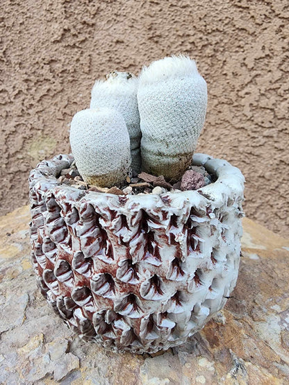 Epithelantha Bokei - 4 Heads - Japan