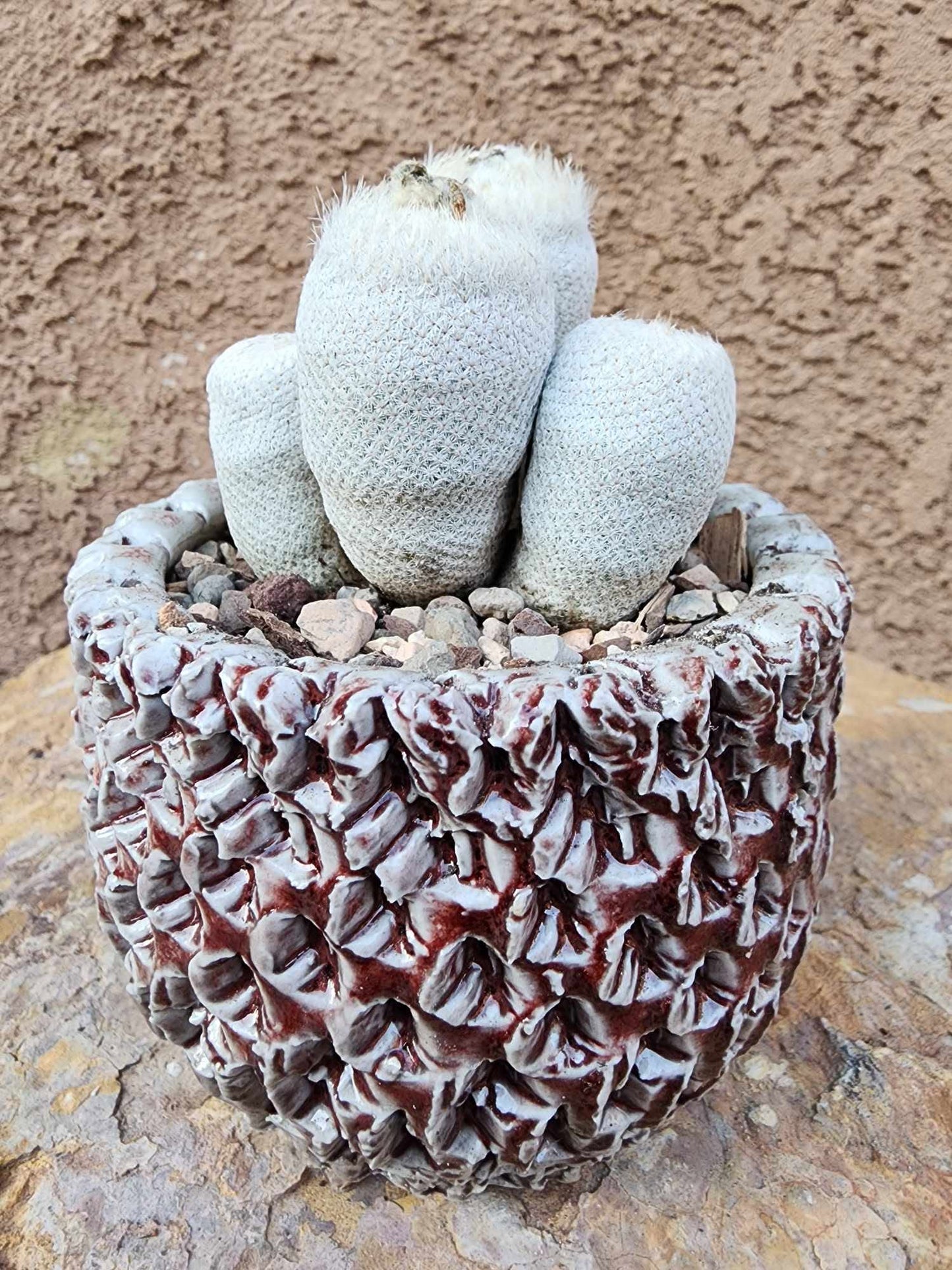 Epithelantha Bokei - 4 Heads - Japan