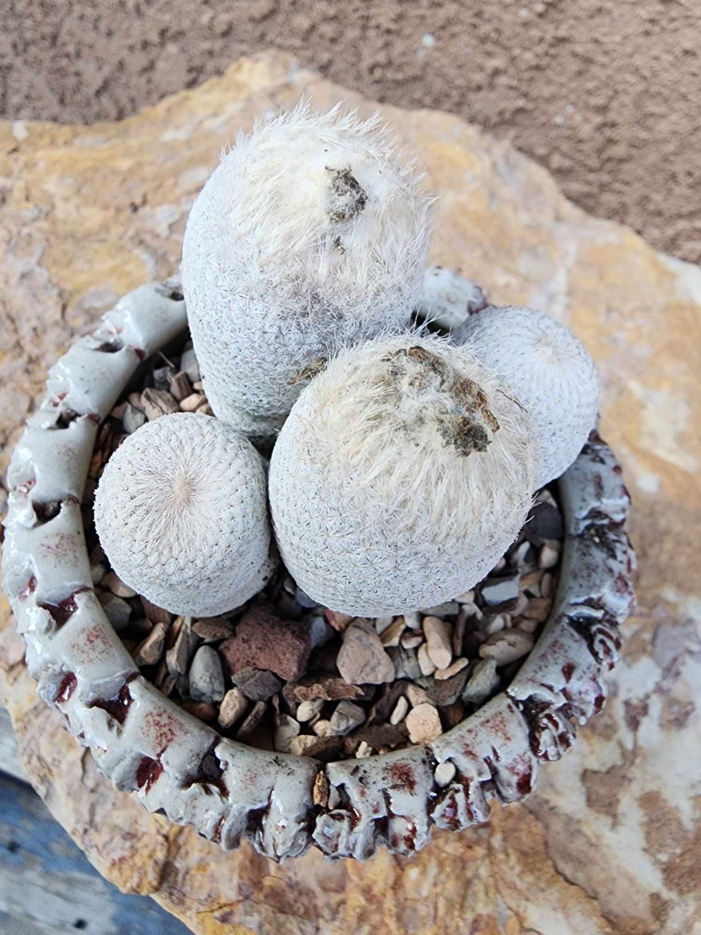 Epithelantha Bokei - 4 Heads - Japan