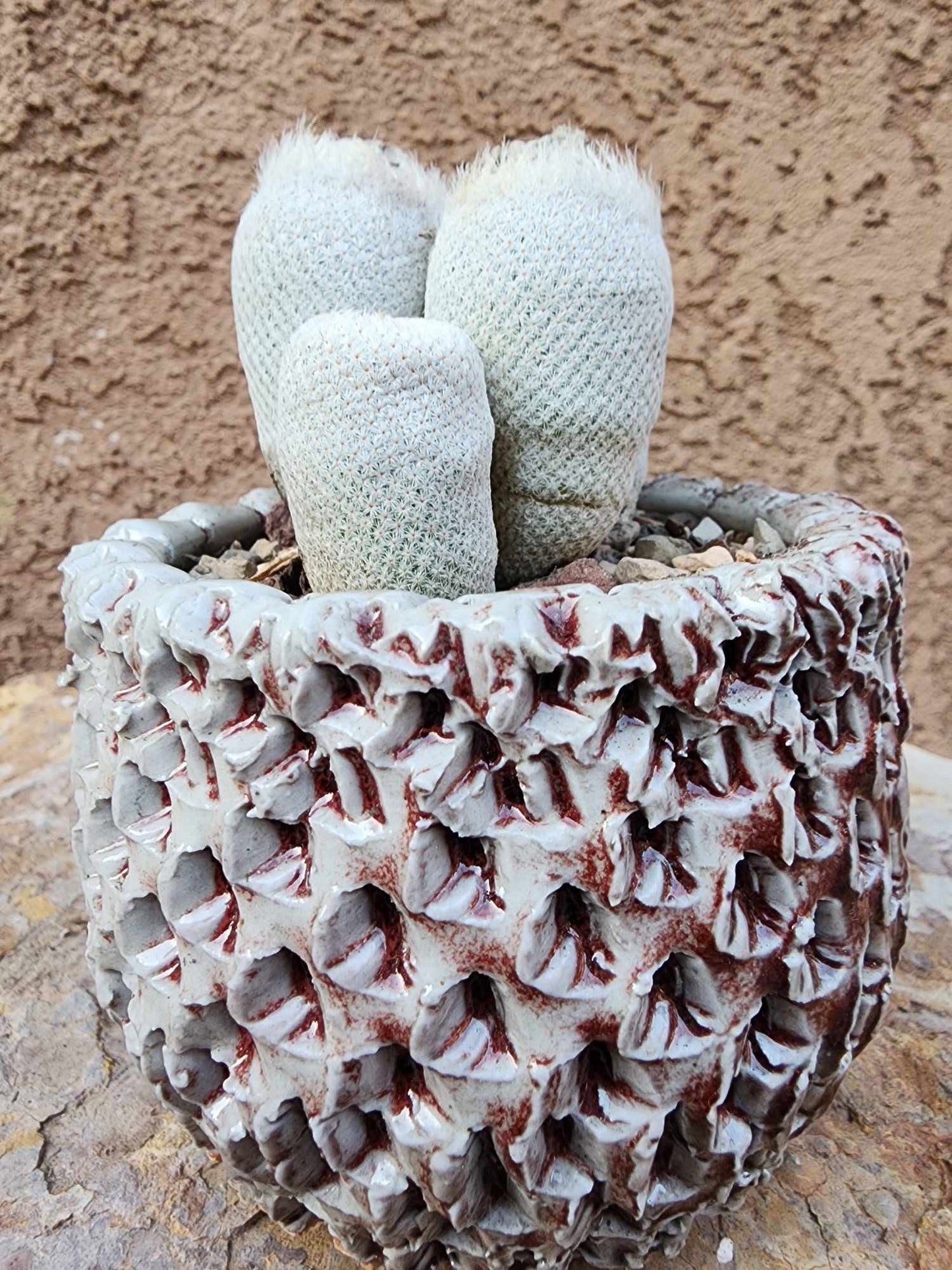Epithelantha Bokei - 4 Heads - Japan