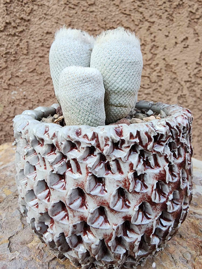 Epithelantha Bokei - 4 Heads - Japan