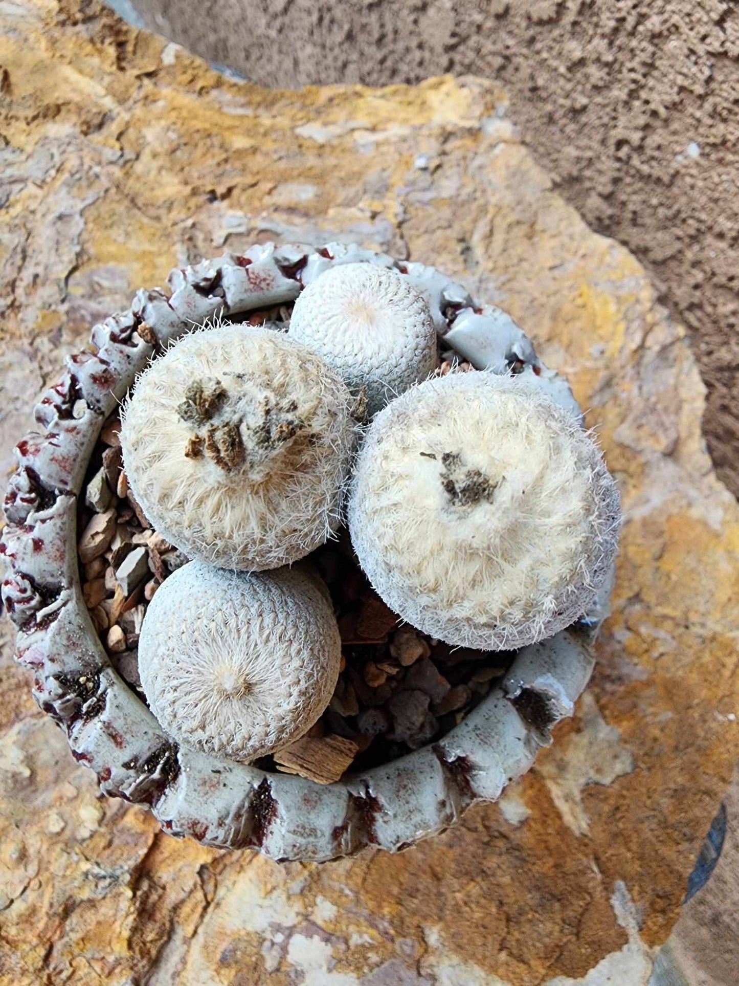 Epithelantha Bokei - 4 Heads - Japan