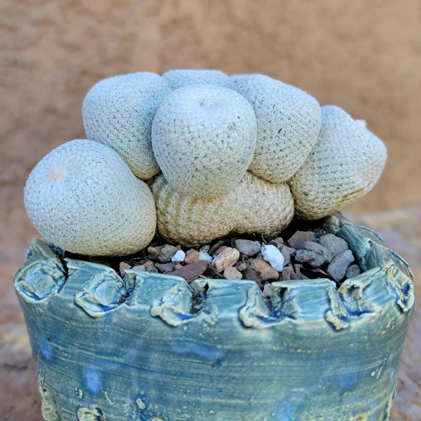 Epithelantha Bokei - 7 Heads