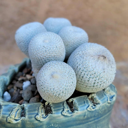 Epithelantha Bokei - 7 Heads