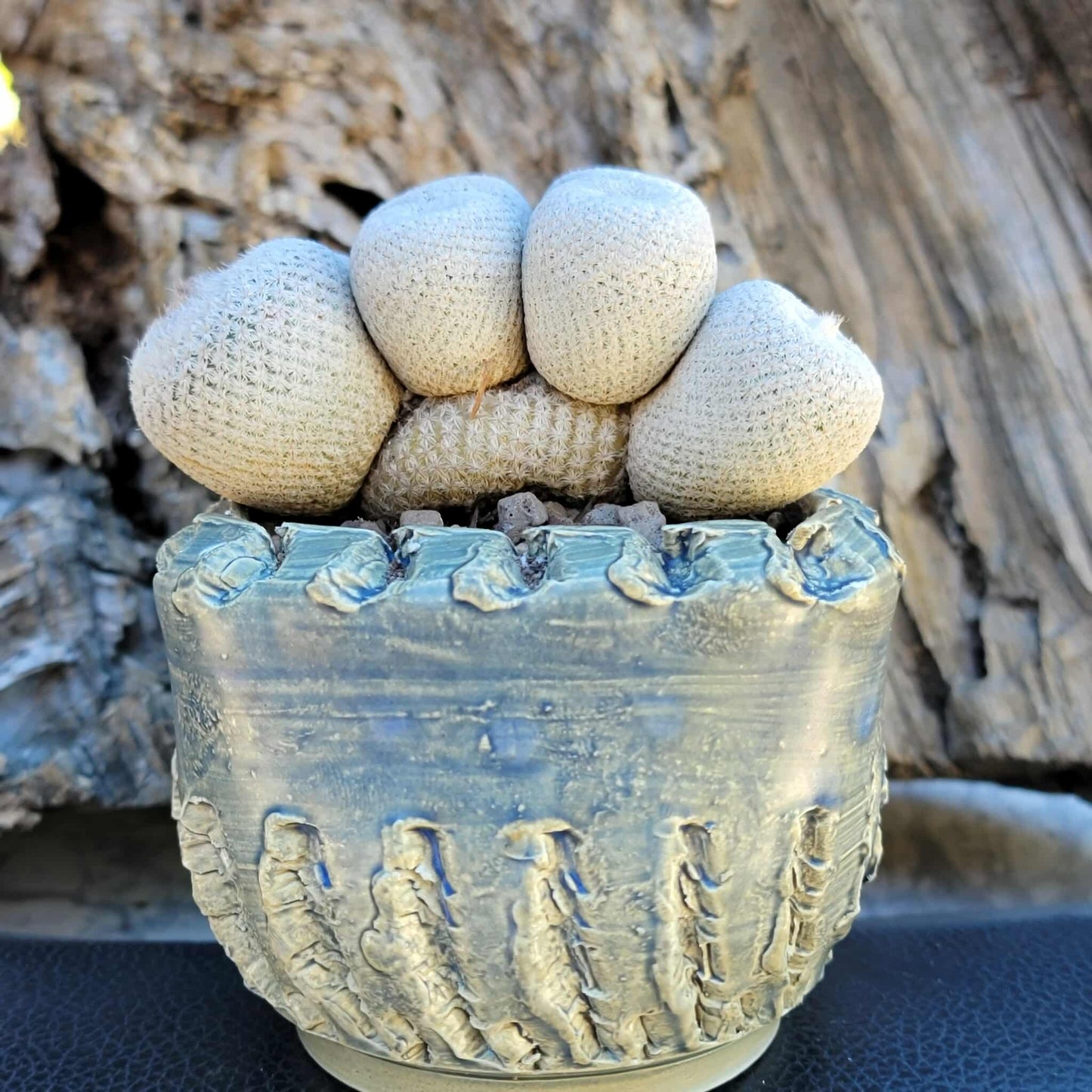 Epithelantha Bokei - 7 Heads