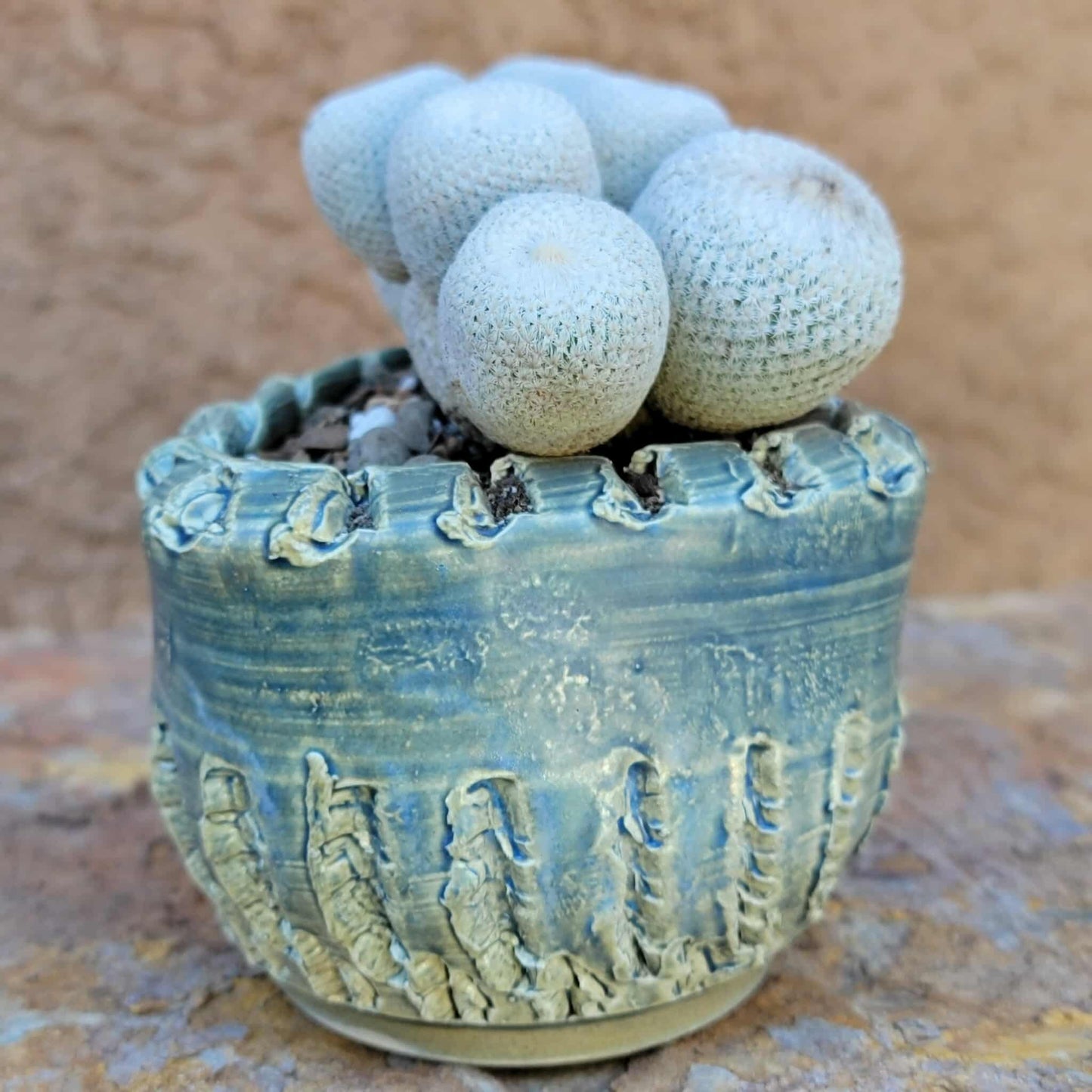 Epithelantha Bokei - 7 Heads