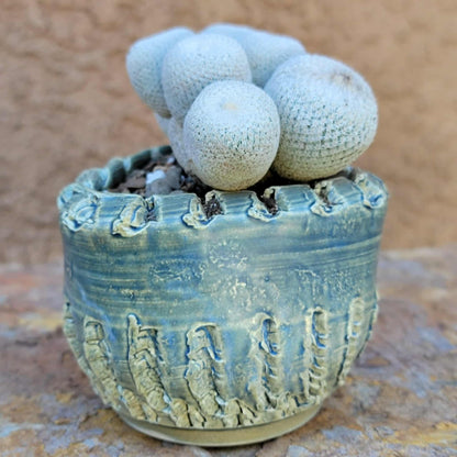 Epithelantha Bokei - 7 Heads