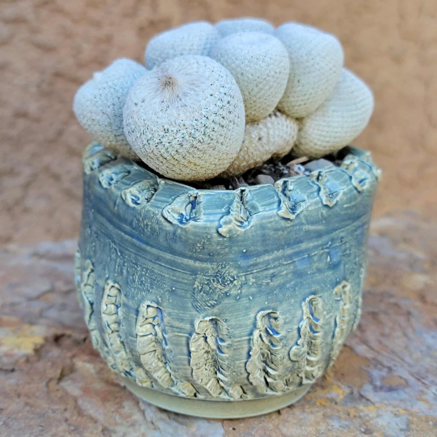 Epithelantha Bokei - 7 Heads