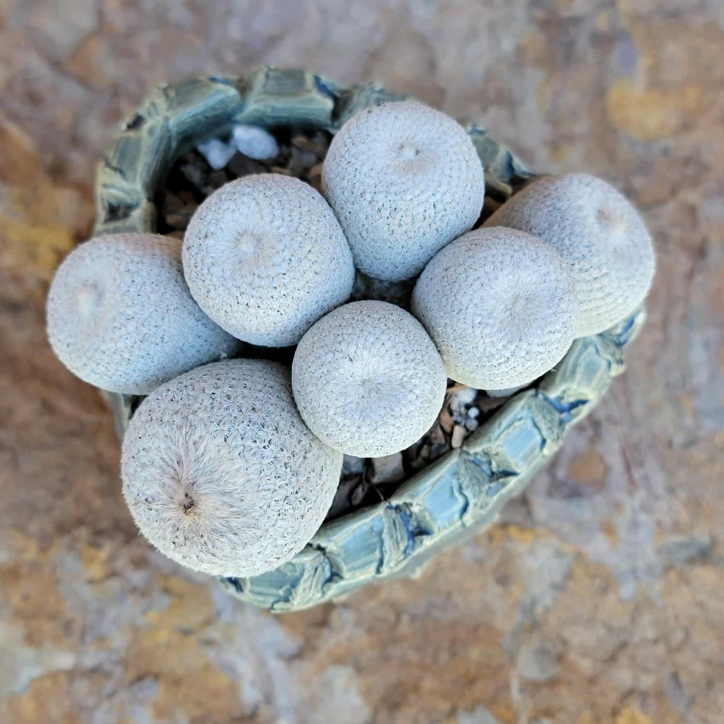 Epithelantha Bokei - 7 Heads