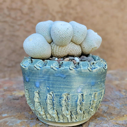 Epithelantha Bokei - 7 Heads