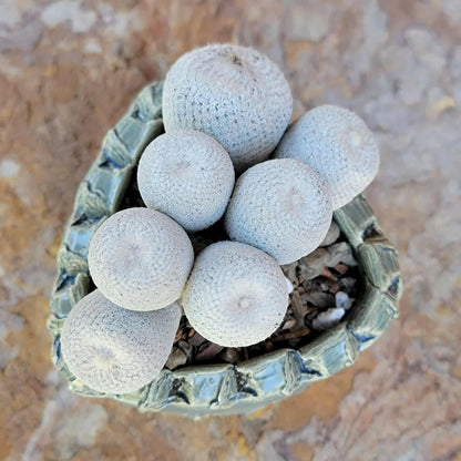 Epithelantha Bokei - 7 Heads