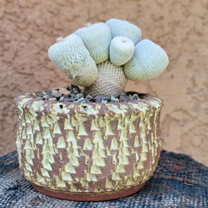 Epithelantha Bokei - 9 Heads