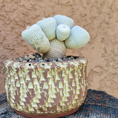Epithelantha Bokei - 9 Heads